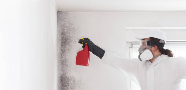 Best Industrial Mold Remediation in Town N Country, FL