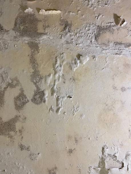 Best White Mold Remediation in Town N Country, FL