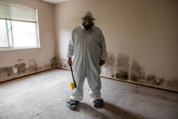 Best Attic Mold Remediation in Town N Country, FL
