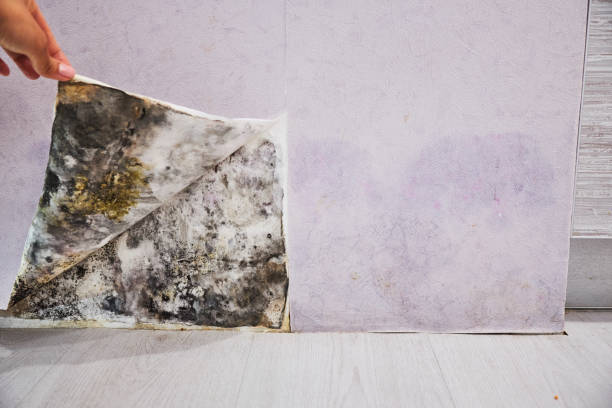 Best Post-Flood Mold Remediation in Town N Country, FL